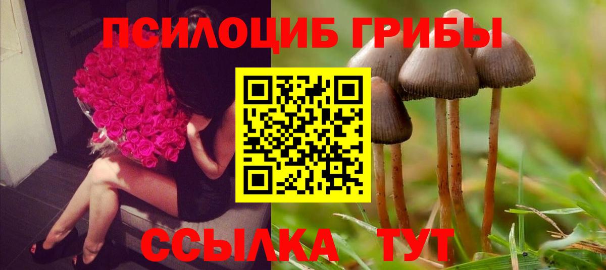 Галлюциногенные грибы Cubensis  Галлюциногенные грибы Psilocybe  Кувандык 